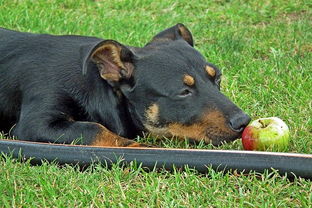 狗狗能吃苹果核吗 狗狗吃苹果核会中毒吗