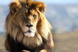 心理测试 选一个你喜欢的狮子,看最近你应该注意什么