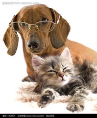 戴眼镜的黄狗和眯眼睛的小猫 