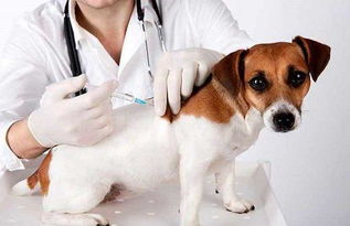 宠物狗每年都要打疫苗吗 要打几年啊