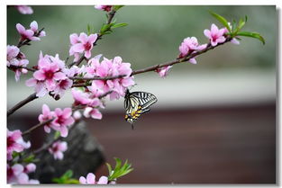 12星座2017年一月桃花运势