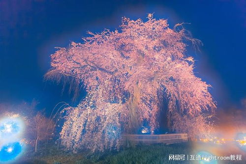 如何使用滤镜拍摄出梦幻般的樱花照片