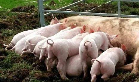 猪肉价格长期居高不下,为何农民对养猪的积极性还是不高
