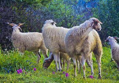 不同羊的养殖要点,养羊户把握好要点,才能把羊养好 小尾寒羊 