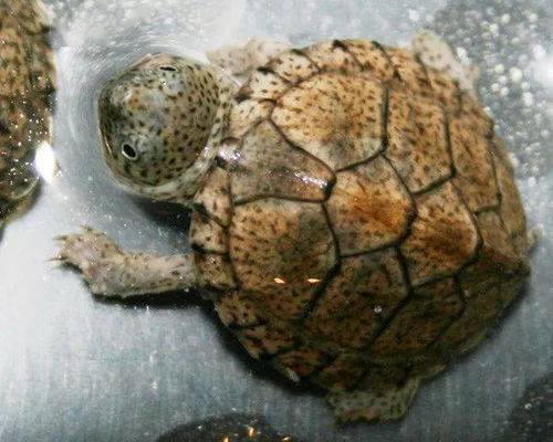 麝香龟，剃刀龟，西部锦龟哪一个最好养？