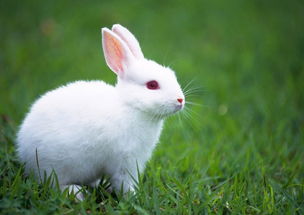 生肖传说 兔年说兔