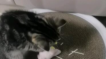 一个超级无聊的猫吃面条视频