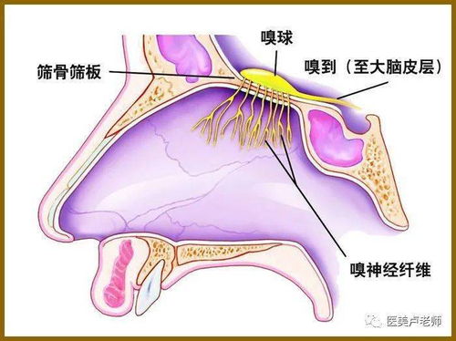 鼻部的感觉神经在哪里