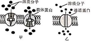 载体蛋白b1.80,载体蛋白b