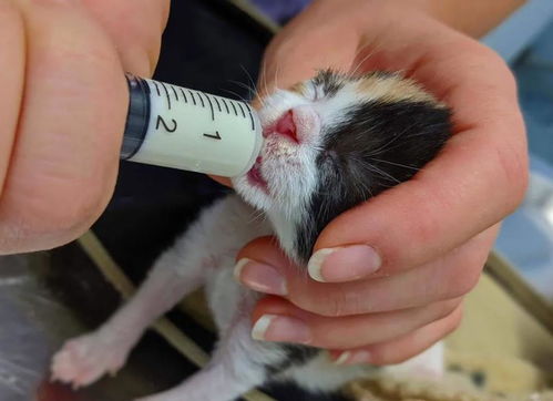 怀孕流浪猫被小伙救走,只保住了1只小猫,还得叫小伙给小猫喂奶