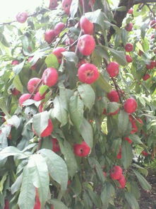 植物 果树 是什么 品种 蟠桃 
