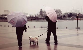 关于雨天散步的诗句