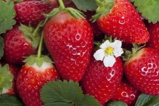 会种草莓的男生单纯吗 种草莓的位置看出心理