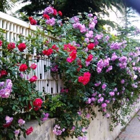 7年蔷薇花苗当年开花室内外爬藤绿植四季开花月季玫瑰盆栽花卉