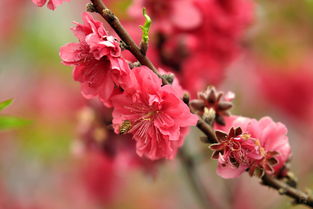 桃花什么季节开花开花时间是几月份