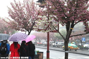 陕西樱花树,西安的樱花哪里开得最灿烂？？
