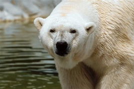42岁北极熊被实施安乐死 终结世界长寿纪录 