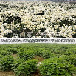 亳州菊花种植基地,介绍。
