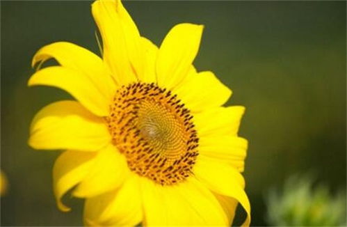 太阳花的寓意和花语