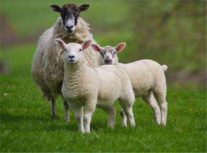 79年属羊人2023年运势运程每月运程,79年属羊人2023年运势运程