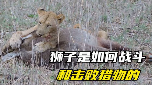 狮子是如何战斗和击败猎物的呢 狮子每天的肉必须吃7公斤 