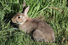 养兔技术 兔葡萄球菌病症状及预防治疗措施