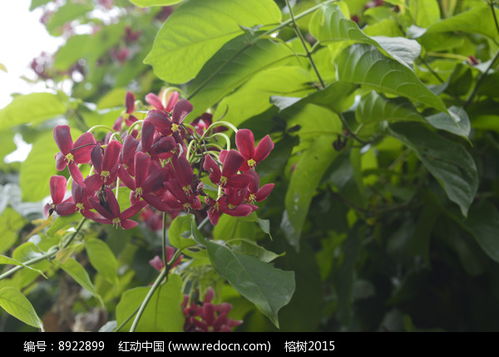 红色花朵与枝叶高清图片下载 红动网 