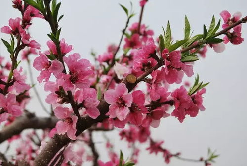 三月桃花开,送给朋友们 美醉了 