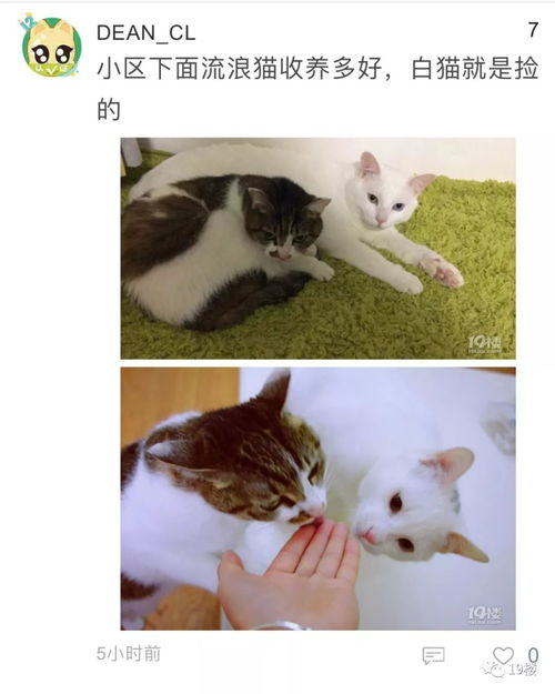 网友曝光 杭州某猫舍黑心骗局 一个专注卖病猫的后院猫舍