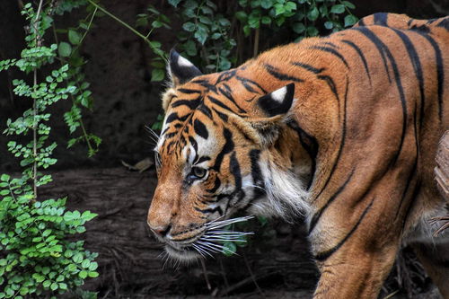老虎的胡须对老虎有多重要 事实上不亚于鬃毛对雄狮的作用