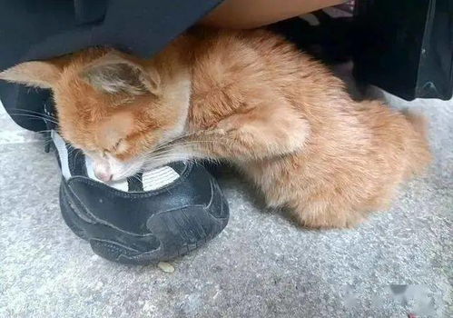 流浪橘猫主动求收留,抱紧女孩的腿不撒手,猫 你的脚好暖和呀