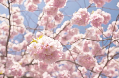 樱花树的樱怎么写,我喜欢樱花，请问樱花的樱字用韩语怎么写呢？