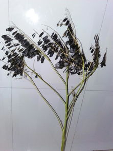 二尺高枝干长的黑籽,是什么植物 