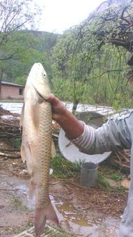 这是什么鱼 头部最粗然后一直细到尾巴,池塘里抓的4斤半 