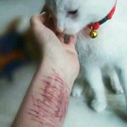 猫抓伤的痕迹图片 