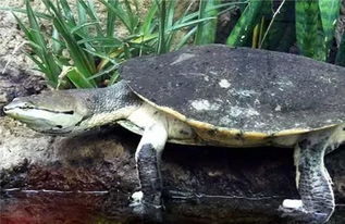 6种长相奇特,但深受龟友喜爱的侧颈龟