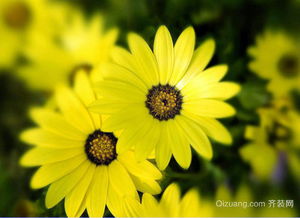太阳花的寓意象征意义,太阳花花语是什么 太阳花有什么寓意