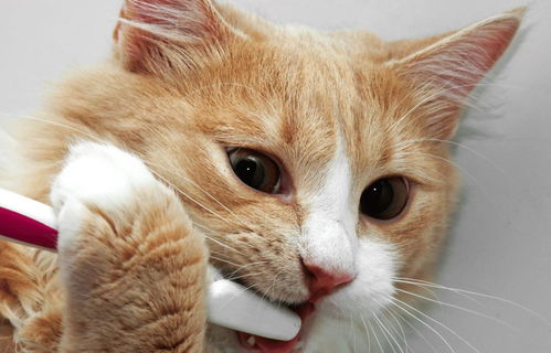 有人说给猫刷牙太矫情,但为了猫咪健康,你会给猫咪刷牙吗