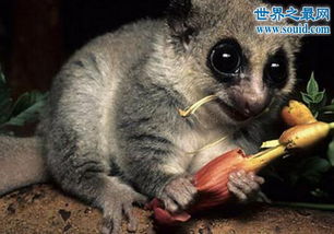 世界上最小的原始猴,鼠狐猴 体长16厘米 重40克 