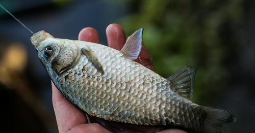 小雜魚鬧窩怎麼釣鯽魚,夏天小雜魚會鬧窩嗎,小雜魚鬧窩怎麼釣鯽魚