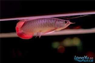 红龙鱼鱼缸内灯光的正确使用方法 