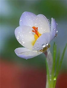 雨后的花儿美到爆,美的不要不要的 