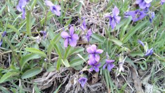 紫花地丁与黄花地丁的区别,这种紫色的小野花叫什么名字？
