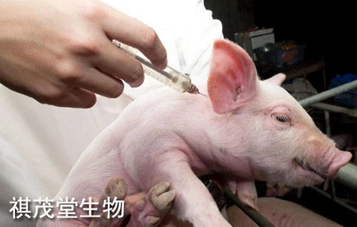 秋季断奶仔猪腹泻是猪场常见问题之一,哺乳仔猪腹泻的原因有哪些 如何治疗