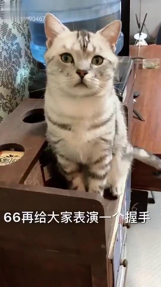 当你家的猫不配合你的时候 