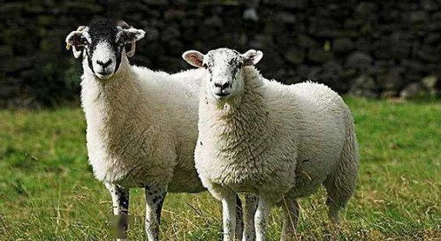 同羊不同命 1967年,1979年,1991年的属羊人,哪一个 命最好