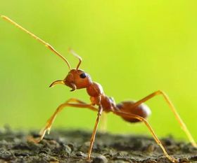 蚂蚁虽小可致命,带孩子出外游玩要当心