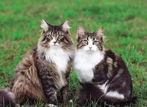 挪威森林猫怎么辨别公母,如何辨别猫的公母？