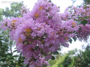 紫薇花有哪些品种,开白花的紫薇是什么品种？