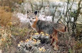 岛屿灰狐退出联邦濒危物种名单 